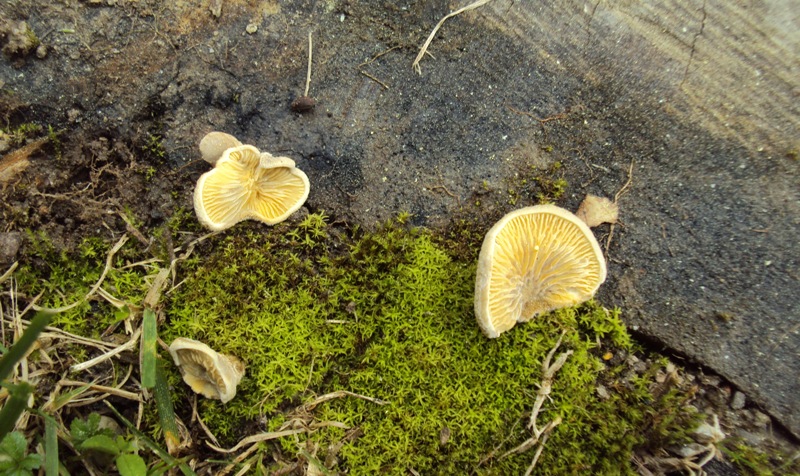 forse Tapinella panuoides?